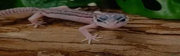Leopard Gecko reptiles for sale: Mack Snow Eclipse (Tangerine x Black Night Cross)  - Advert 1