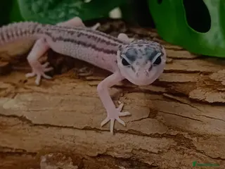 Leopard Gecko reptiles for sale: Mack Snow Eclipse (Tangerine x Black Night Cross) - Advert 1