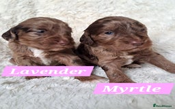 Cockapoo dogs for sale: F1 Cockapoo puppies  - Image 1