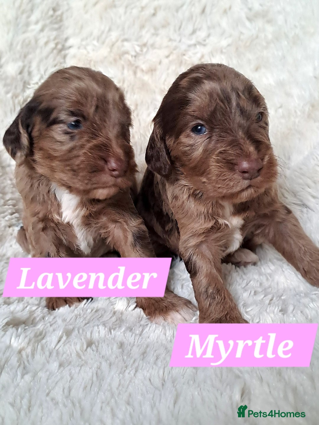 Cockapoo dogs for sale: F1 Cockapoo puppies  - Image 1