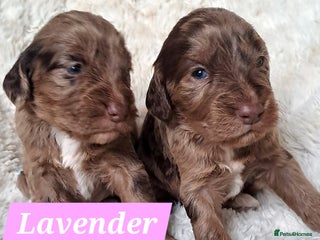 Cockapoo dogs for sale - Advert 1