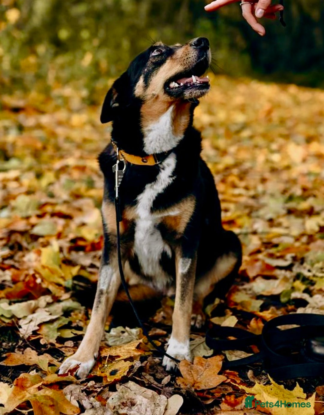 German Shepherd dogs for adoption: 🐾 POPPY – Female German Shepherd - Advert 10