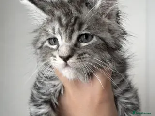 Maine Coon cats Pure Mainecoons - Advert 9