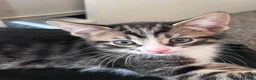 Mixed Breed cats for sale: 5 kittens for sale  in Slough - Advert 27