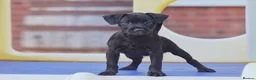 Patterdale Terrier dogs for sale: Patterdale Terrier Puppies, Last 2 Left! 🐾 - Advert 11