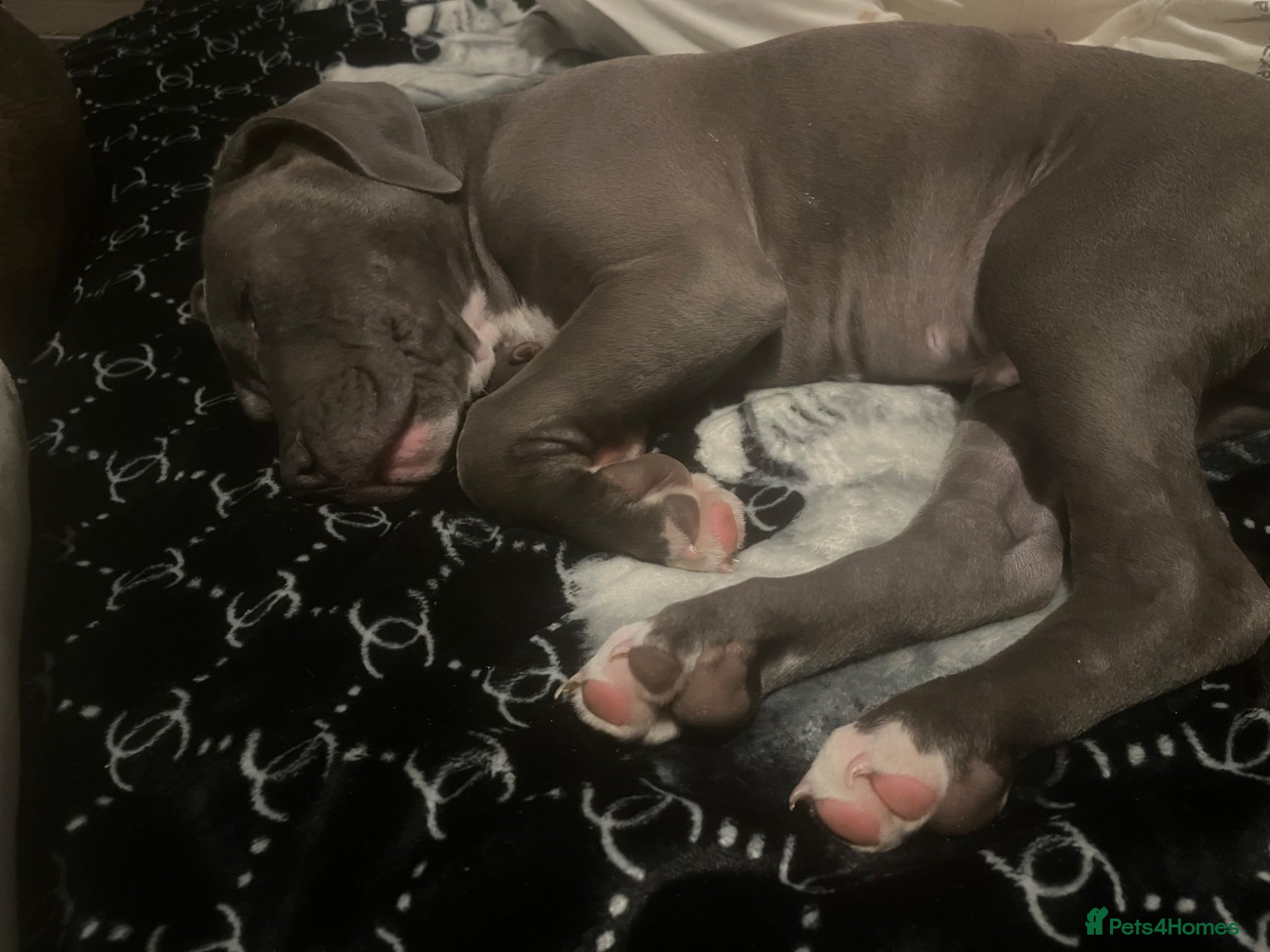 Mixed Breed dogs Staff x cane Corso  - Advert 2