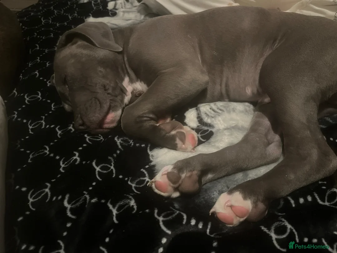 Mixed Breed dogs for sale: Staff x cane Corso  - Advert 2