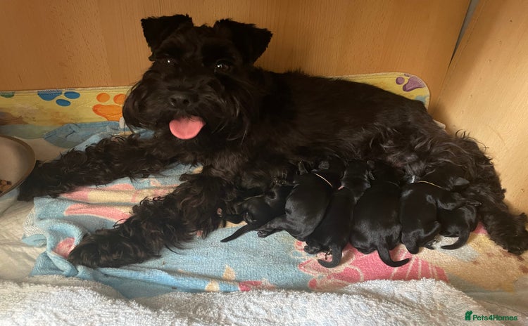 Miniature Schnauzer dogs - Advert 8