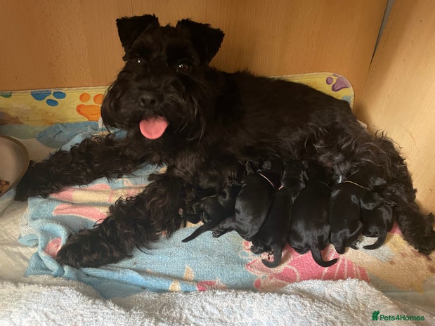 Miniature Schnauzer dogs - Advert 1