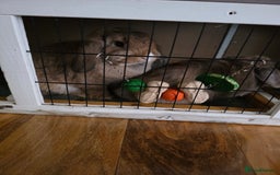 Mini Lop rabbits for sale: Two female bunnies - Image 4