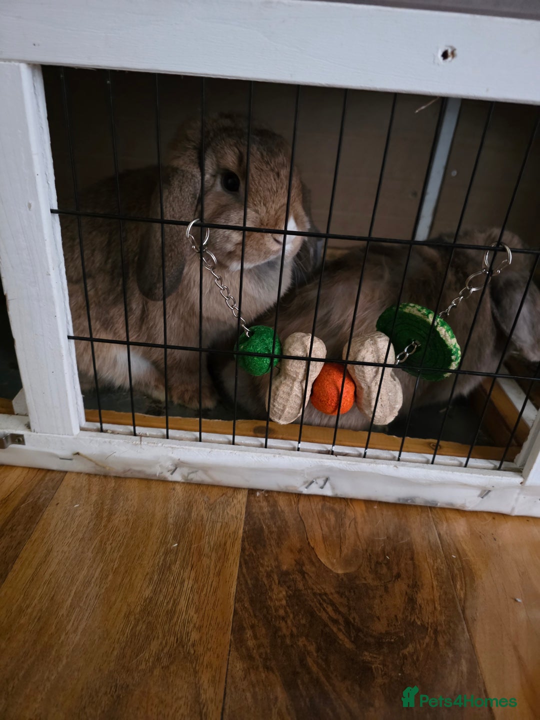 Mini Lop rabbits for sale: Two female bunnies - Image 4