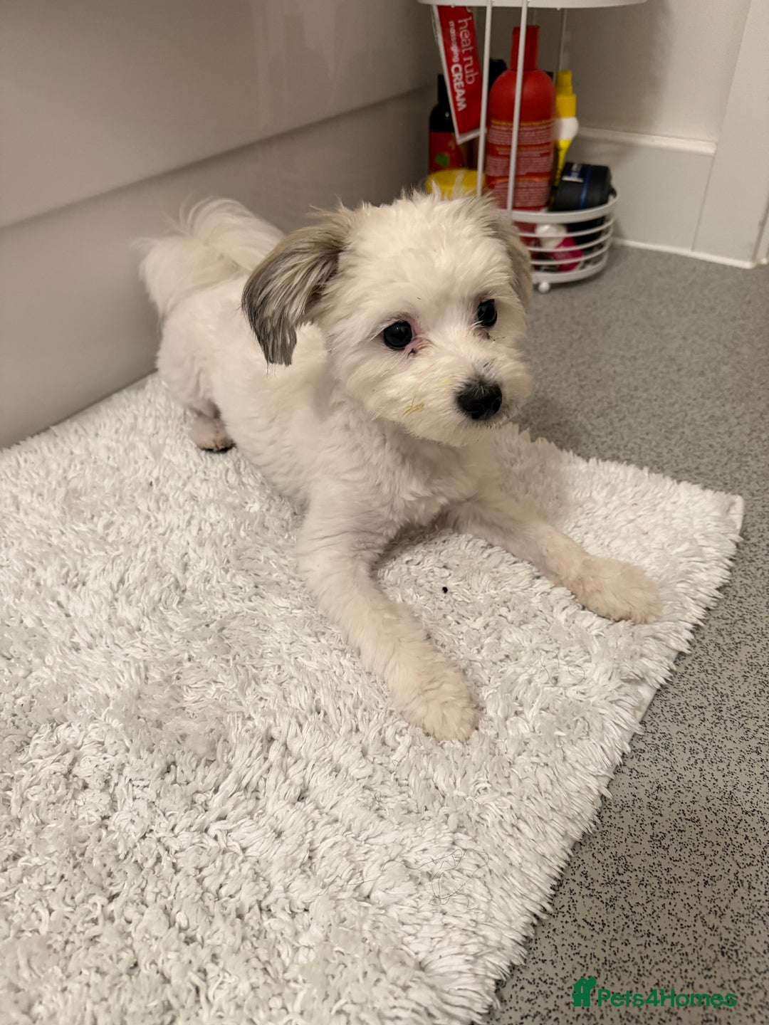 Mixed Breed dogs for sale: Oreo- mixed breed  - Advert 1