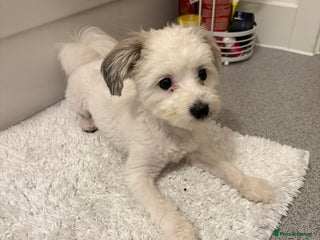 Mixed Breed dogs Oreo- mixed breed - Advert 1