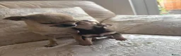 Chihuahua dogs for sale: Chihuahua puppies forsale only Girl puppy left in Belfast - Advert 4