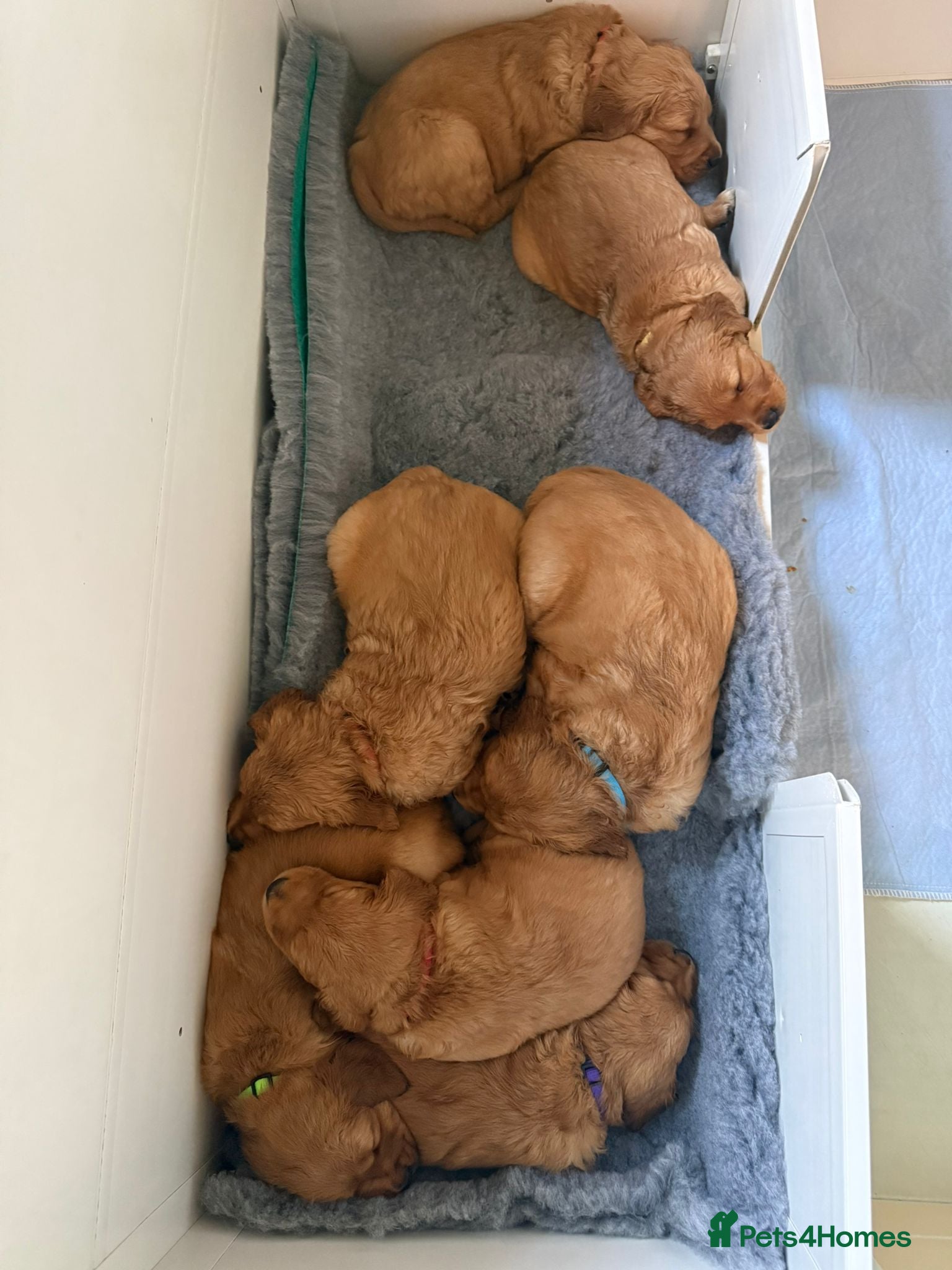 Golden Retriever dogs 7 dark golden retriever fully health tested parent - Advert 2