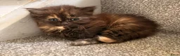 British Longhair cats for sale: Super fluffy foodie girl - Advert 3