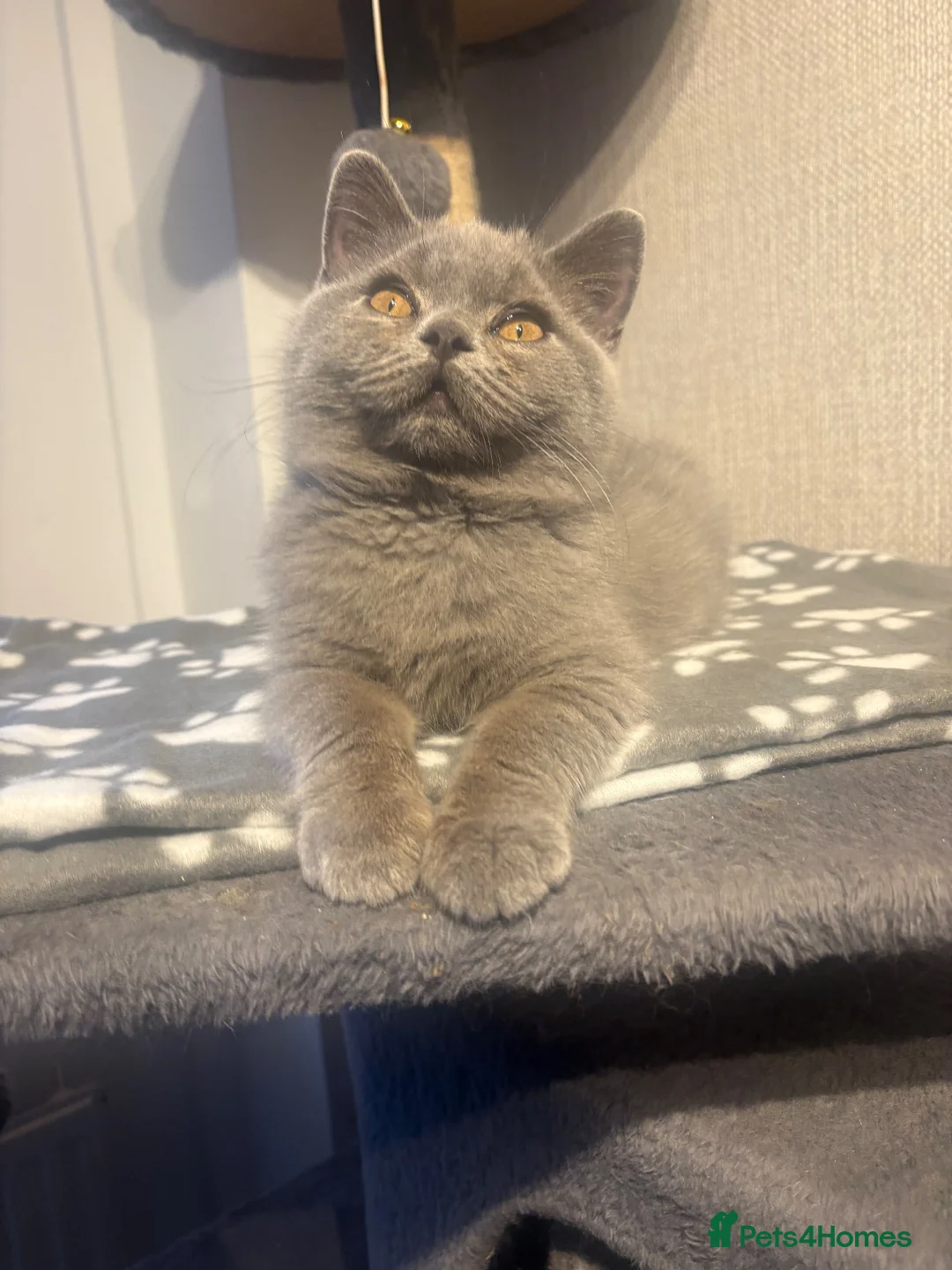 British Shorthair cats for sale: GCCF registered British shorthair- 1 BOY AVAILABLE - Advert 2