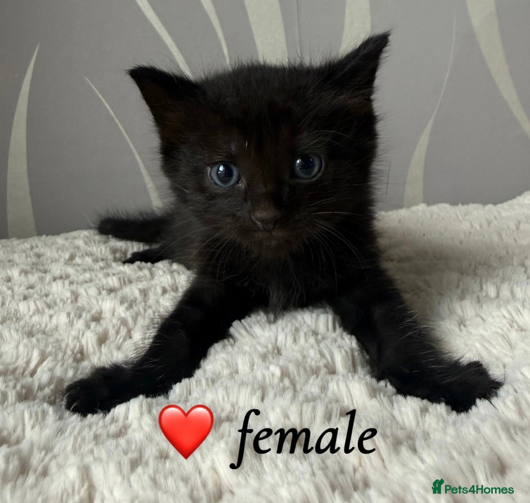 Mixed Breed cats for sale: 4 kittens for sale - Advert 10