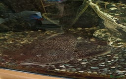 Plecos fish for sale: Pleco  - Image 4