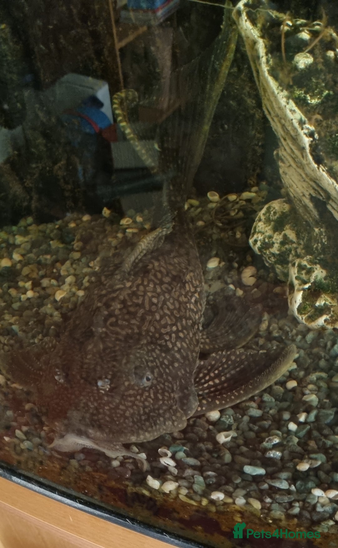 Plecos fish for sale: Pleco  - Image 4