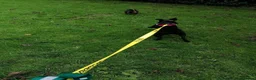 Mixed Breed dogs for adoption: 💙🐶 JAKE - Young Patterdale cross boy 🐶💙 in Wolverhampton - Advert 11