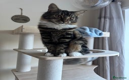 Siberian cats for sale: Siberian & Maine Coon Cross Female Cat Calico - Image 4