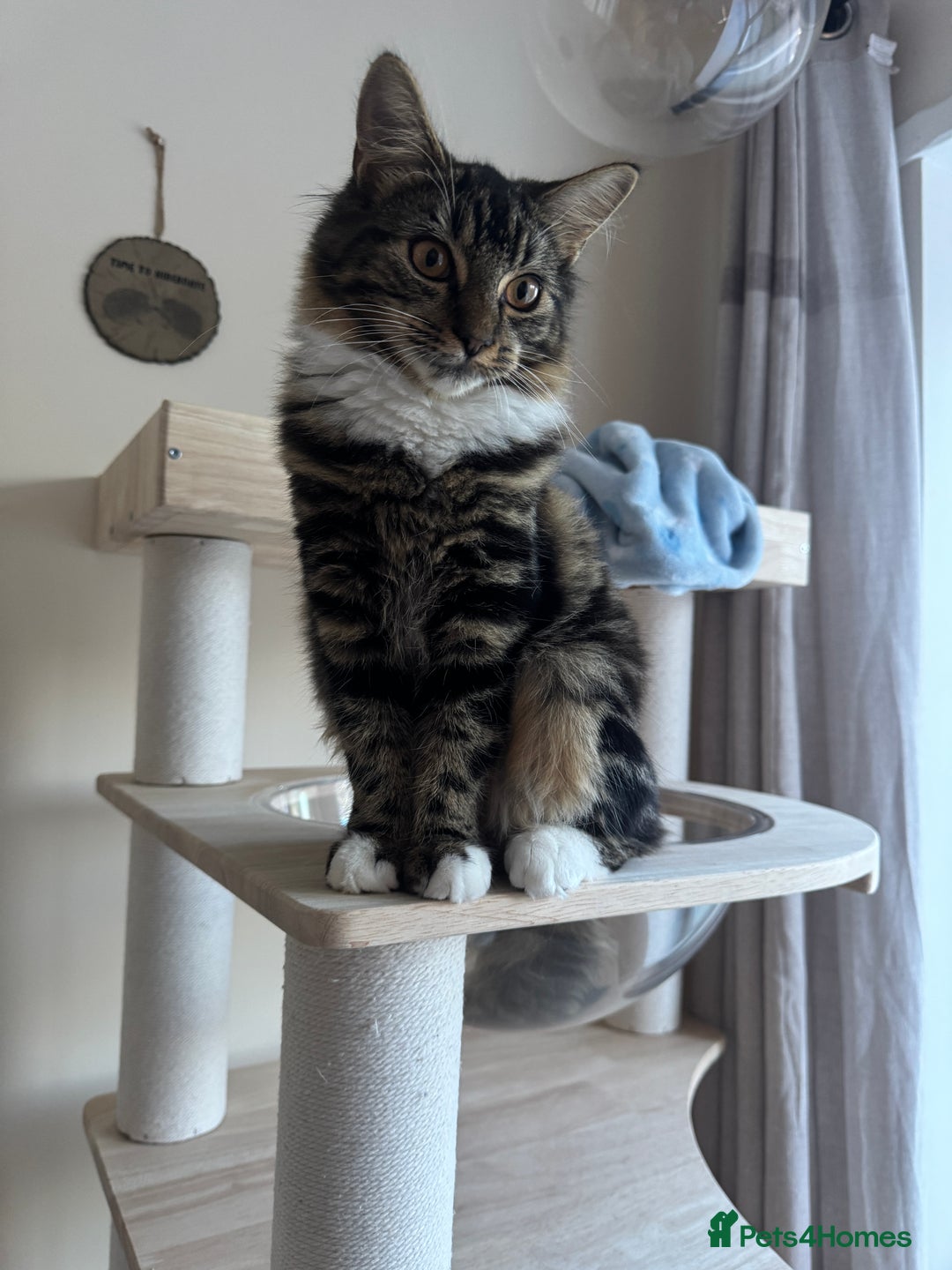 Siberian cats for sale: Siberian & Maine Coon Cross Female Cat Calico - Image 4
