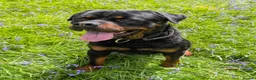 Mixed Breed dogs for sale: Labrador x rottweiler pups  - Advert 25