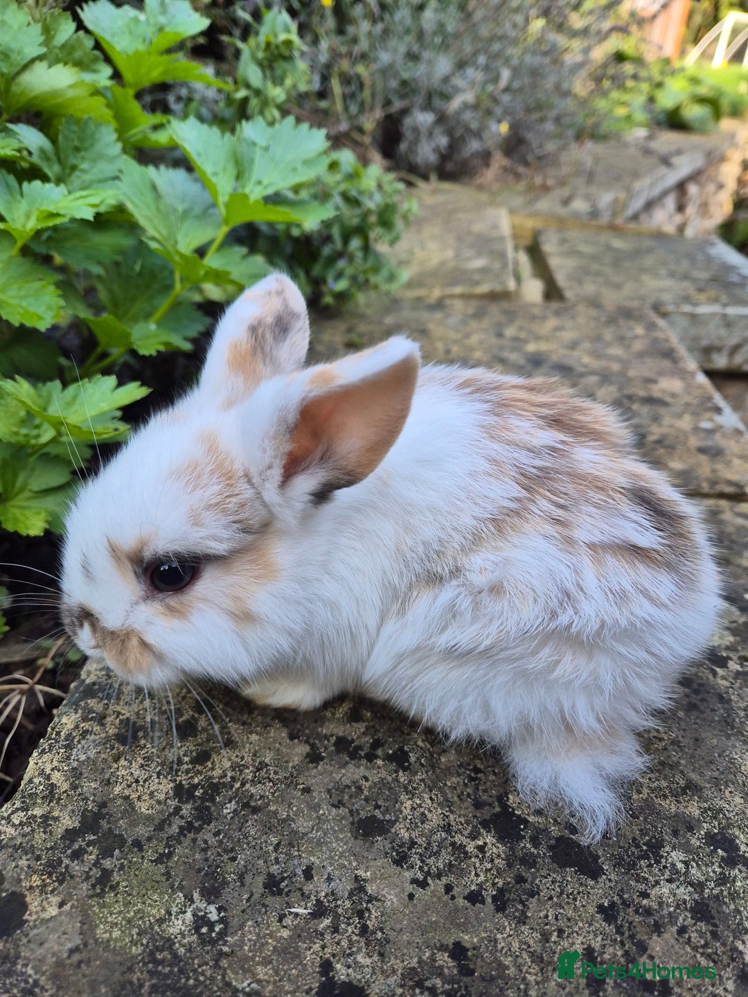 Mini Lop rabbits for sale: Mini Lops  - Image 10