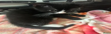 British Shorthair Kitten 3