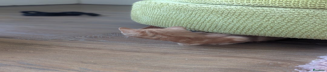 Domestic Shorthair Kitten 2