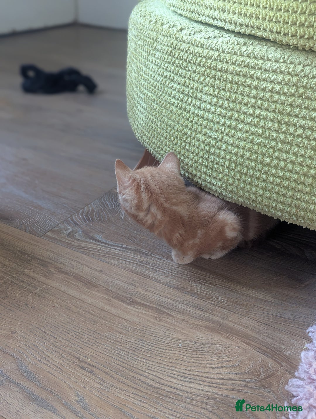 Domestic Shorthair cats for sale: Ready now  - Image 11