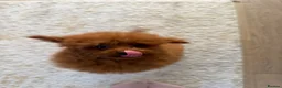 Toy Poodle dogs for sale: Two Adorable Toy Poodles – One Boy & One Girl  - Advert 12