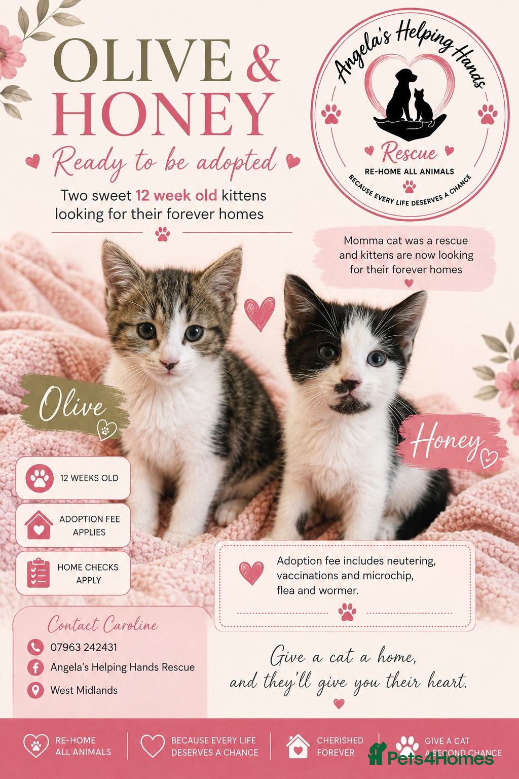 Mixed Breed cats Rescue Kittens  - Advert 3