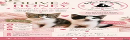 Mixed Breed cats for adoption: Rescue Kittens  - Advert 1