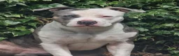 American Bully dogs for sale: American Bully boy is looking for loving home.  in Blackburn - Advert 14