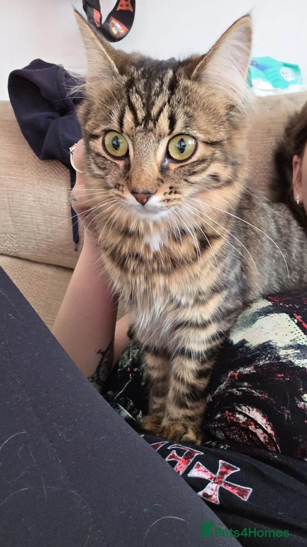 Domestic Shorthair cats for sale: 2 Beautiful Sisters For Rehoming 200 For Both - Advert 1