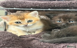 British Shorthair cats for sale: Beautiful rare litter of shorthair kittens - Image 2