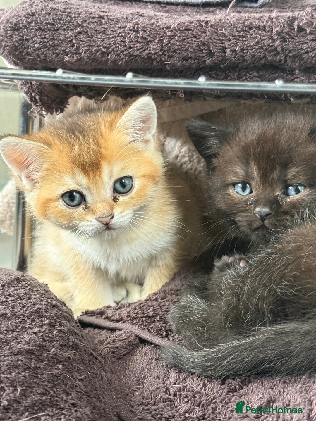 British Shorthair cats for sale: Beautiful rare litter of shorthair kittens - Image 2