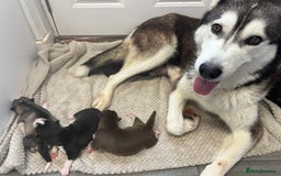 Siberian Husky dogs for sale: full-breed Siberian Husky Puppies  - Image 1