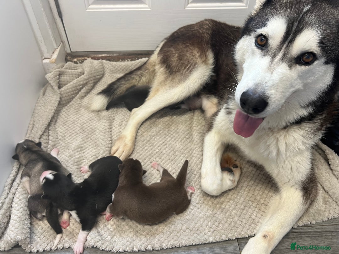 Siberian Husky dogs for sale: full-breed Siberian Husky Puppies  - Image 1