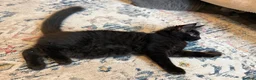 Maine Coon cats for sale:     Stunning Purebred Maine Coon Kitten - Advert 10