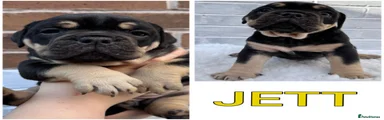 Jett