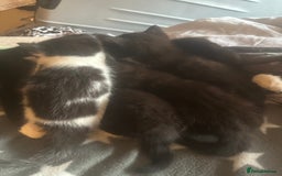Mixed Breed cats for sale: Adorable Kittens, super cute!  - Image 10
