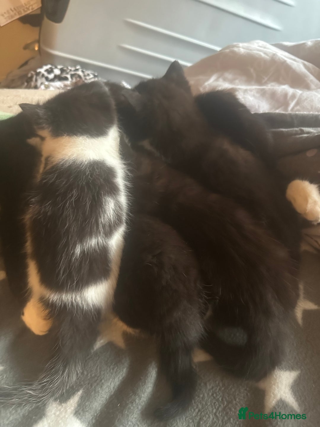 Mixed Breed cats for sale: Adorable Kittens, super cute!  - Image 10