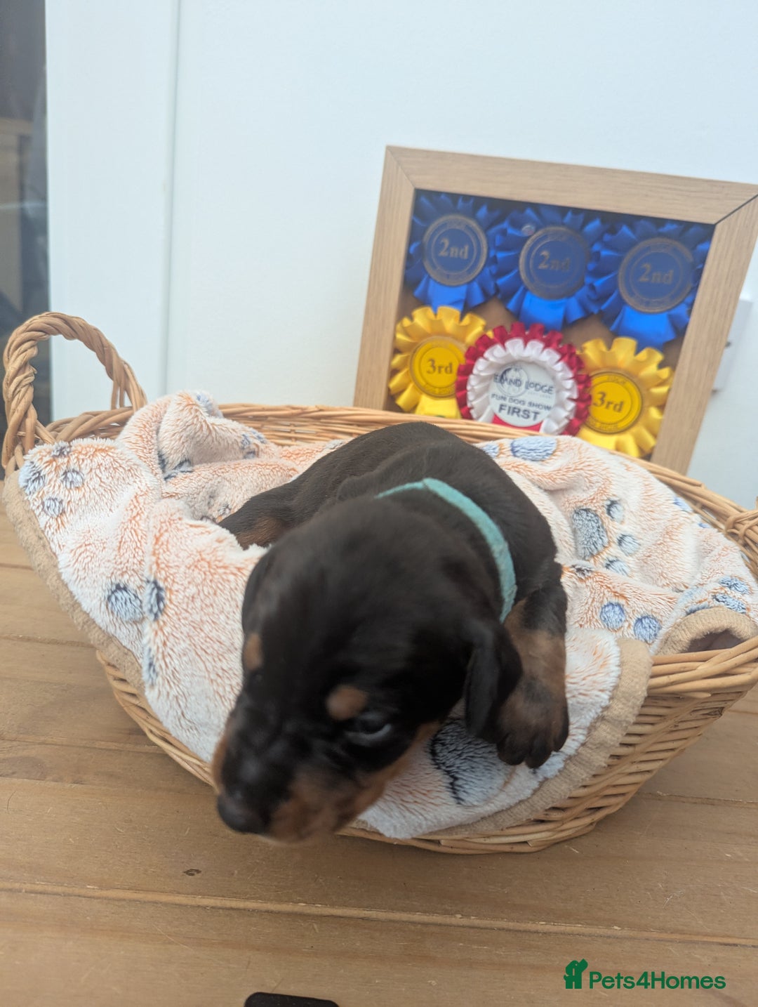 Dobermann dogs for sale: Stunning Dobermann puppies in Nottingham - Image 28