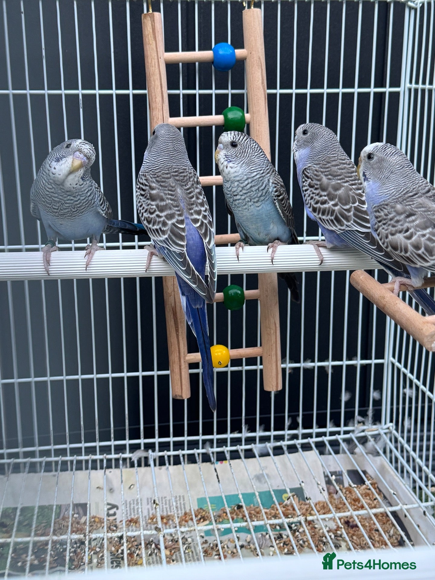 Budgerigars birds Beautiful budgies mutation  - Advert 1