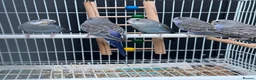 Budgerigars birds for sale: Beautiful budgies mutation job lot  - Advert 2