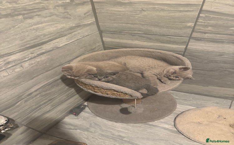 British Shorthair cats - Advert 11