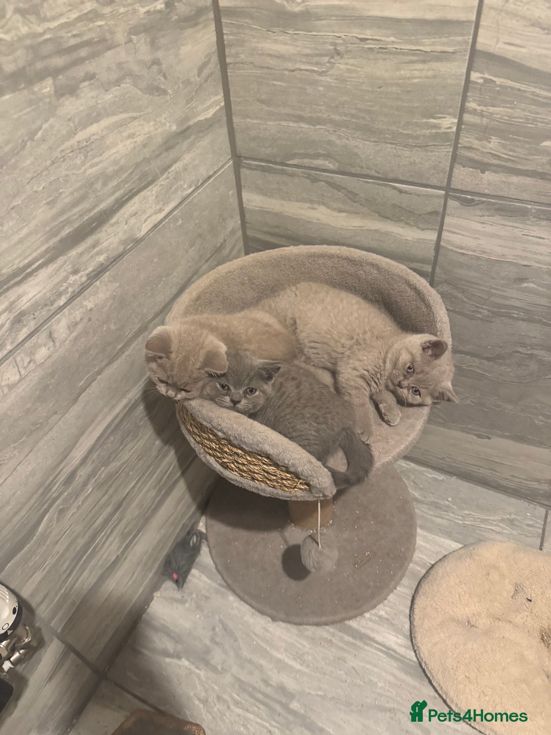 British Shorthair cats for sale: 4 beautiful BSH FEMALE - Image 1